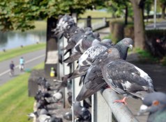 Jak działają odstraszacze ptaków