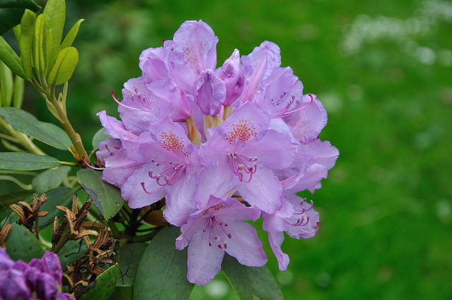 Odmiany Rododendronów.