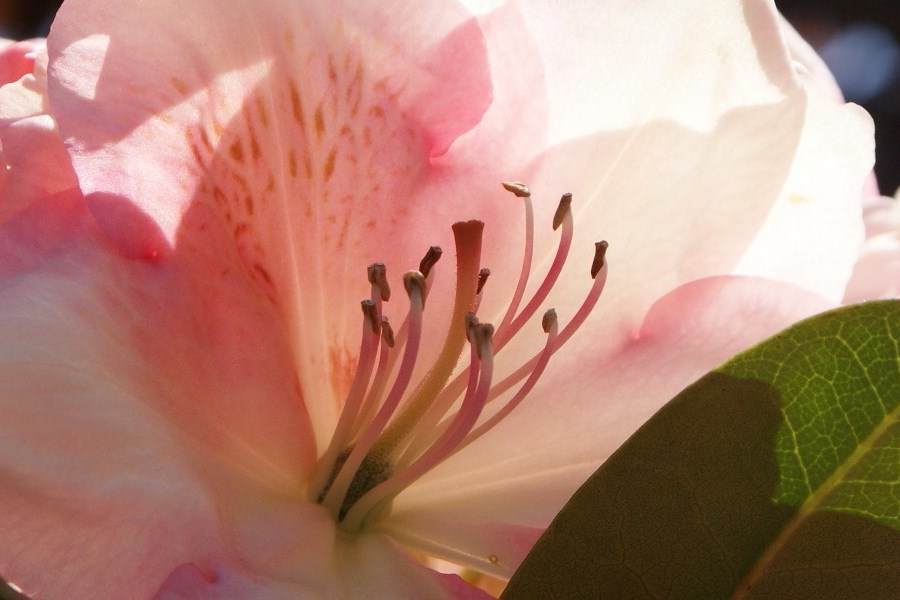 Rhododendrony w przydomowym ogrodzie.